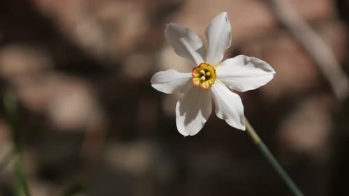Fleur de narcisse poeticus dans le jardin au ralenti et peu profond DOF 1920X1080 vidéo HD - Slow motion e