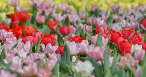 Tulip flower plant meadow