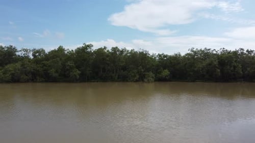 Move over river toward mangrove forest