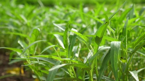 Close-up of Fresh Green Plants Swaying in Field
