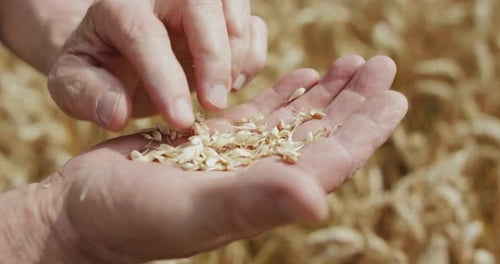 Close Farmer's Hands Peel a Spikelet of Ripe Wheat to Look Through at the Grains