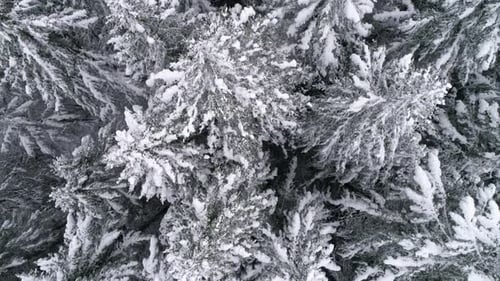 Amazing Aerial Flying Above Frozen Forest Trees With Cold Winter Snow Flakes Falling