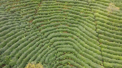 Tea Terraces