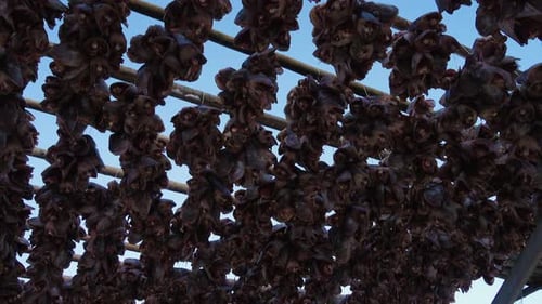 Thousands of Dried Fish Hanging in Winter
