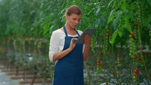Woman with Tablet Examining Tomato Plants in Greenhouse