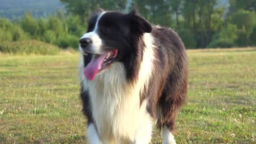 Ein Border Collie steht auf einer Wiese in einem Wald und schaut sich um - Nahaufnahme