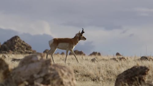 antelope walking in utah back country slow motion