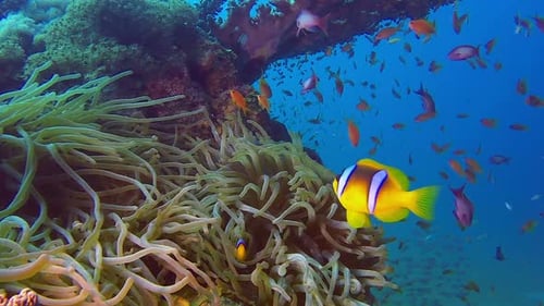 Colorful Fish Swimming in Tropical Coral Reef