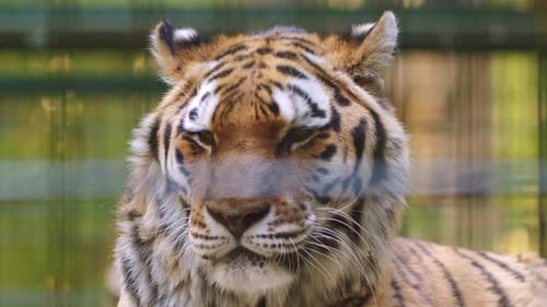Magnificent Tiger Close Up Portrait in Captivity