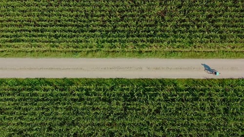 A cyclist is riding by bike through fields of corn, filmed straight from above by a drone at a warm