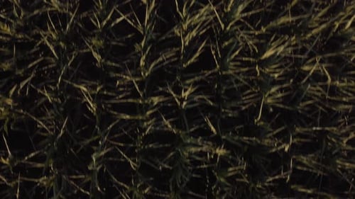 Corn Fields
