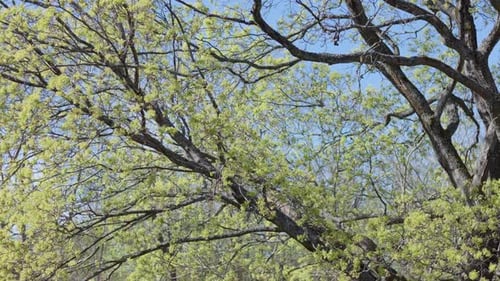 Natureza Primavera