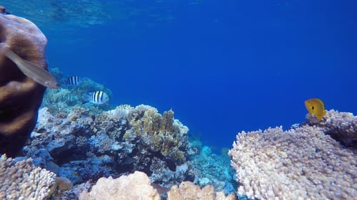 Colorful Fish Swimming in a Vibrant Coral Reef
