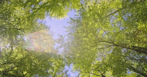 Light Blue Sky and Towering Trees in the Middle of a Beech Forest in Denmark