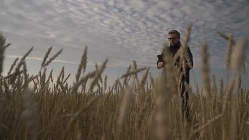 Man Using Tablet in Golden Wheat Field