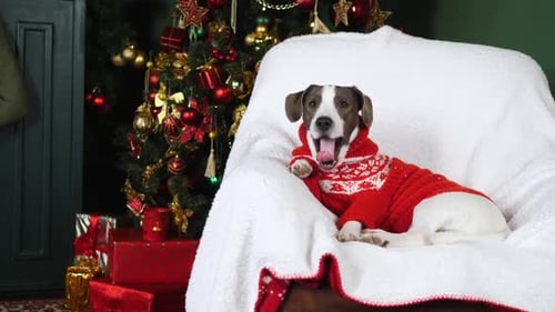 Dog Wearing Christmas Sweater Relaxing near Tree