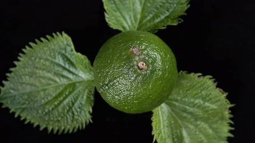 Close up of Green Lime with Leaves
