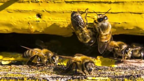 Bees Guard the Entrance To the Hive