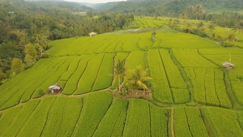 Terrasse: Reisfelder, Bali, Indonesien