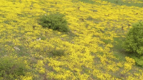 Images aériennes 4K au-dessus du champ de fleurs d'Alyssum Aurinia saxatilis
