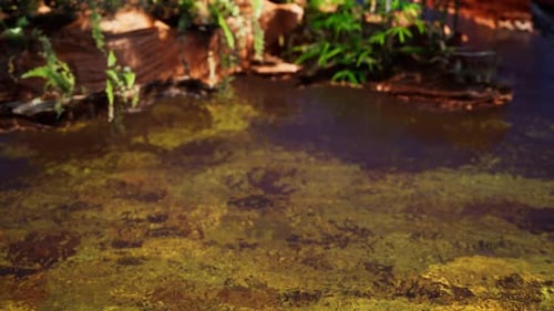 Tropischer goldener Teich mit Felsen und Grünpflanzen