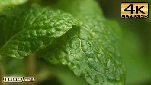 Wassertropfen, die vom Minzblatt tropfen