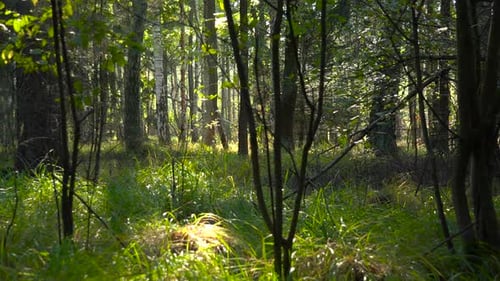 Ein Wald mit Grasboden an einem sonnigen Tag