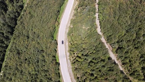 Asphalt Road with Forest