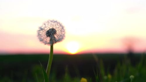 Erstaunliche Löwenzahnblume auf Sommerfeld