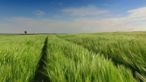 View to rye ears swaying in the wind in summer, Poland