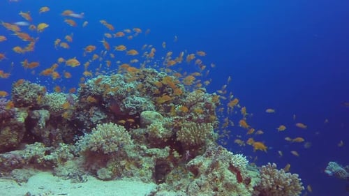 Underwater Sea Coral Reef