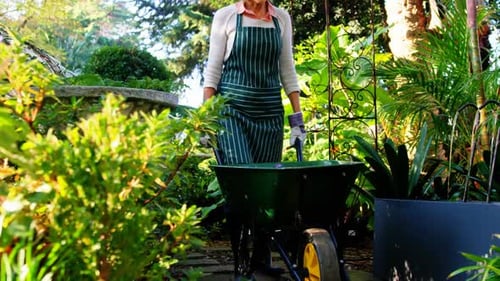 Woman Gardening With Wheelbarrow in Tropical Garden