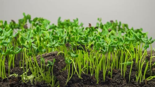 Timelapse of Sprouts Emerging and Growing from Soil