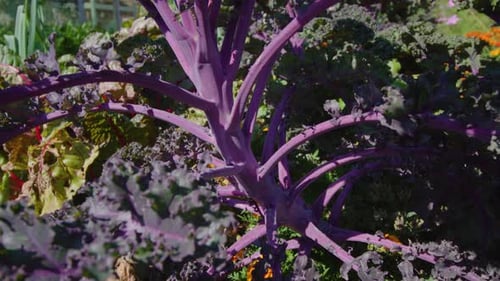 Le chou violet pousse dans le sol fertilisé du potager