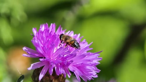 Honeybee Busy in Big Beautiful Flower in Spring Field, Nature Wildlife Shot