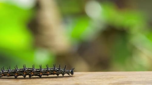 Colorful Barbed Butterfly Caterpillar Creeping on the Wood Surface, Railay, Krabi