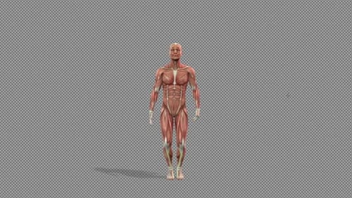 3D Human Muscular System Performing Jumping Jacks