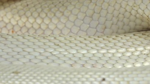 Texas Rat Snake Isolated on a White Background in Studio