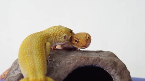 Leopard gecko mating