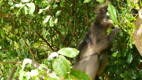 Linda folha de óculos langur, macaco escuro em galho de árvore em meio a folhas verdes