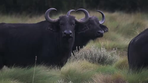 Afrikanische Büffel schauen sich an einem Regentag im kenianischen Busch um