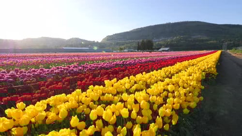Yellow tulip flowers growing in a field.