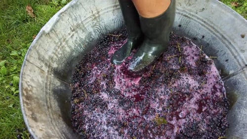 Legs Stomping Grapes in Tub to Make Juice