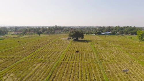Vista aérea superior de arroz em casca fresco, campo agrícola verde na zona rural