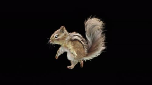 66 Chipmunk Tanzen 4K
