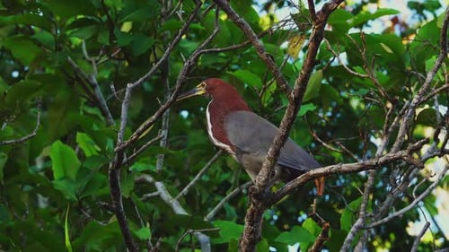 Brown Heron Perched in Lush Green Tree