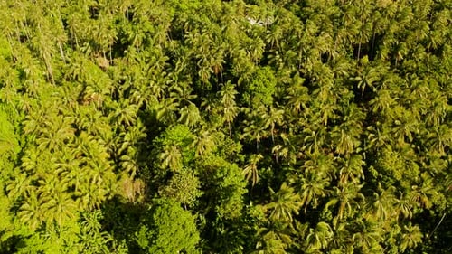 Aerial View of Tropical Rainforest Canopy on Sunny Day
