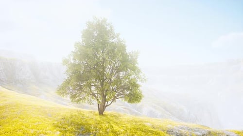 Green Tree on a Hill on a Sunny Day in Summer