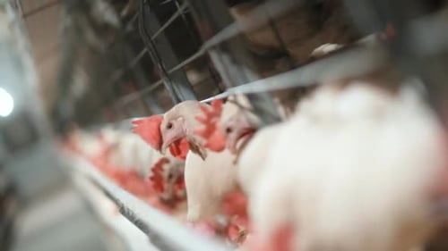Chicken At Poultry Industrial Farm