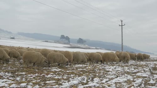 Sheep walking on a snowy field